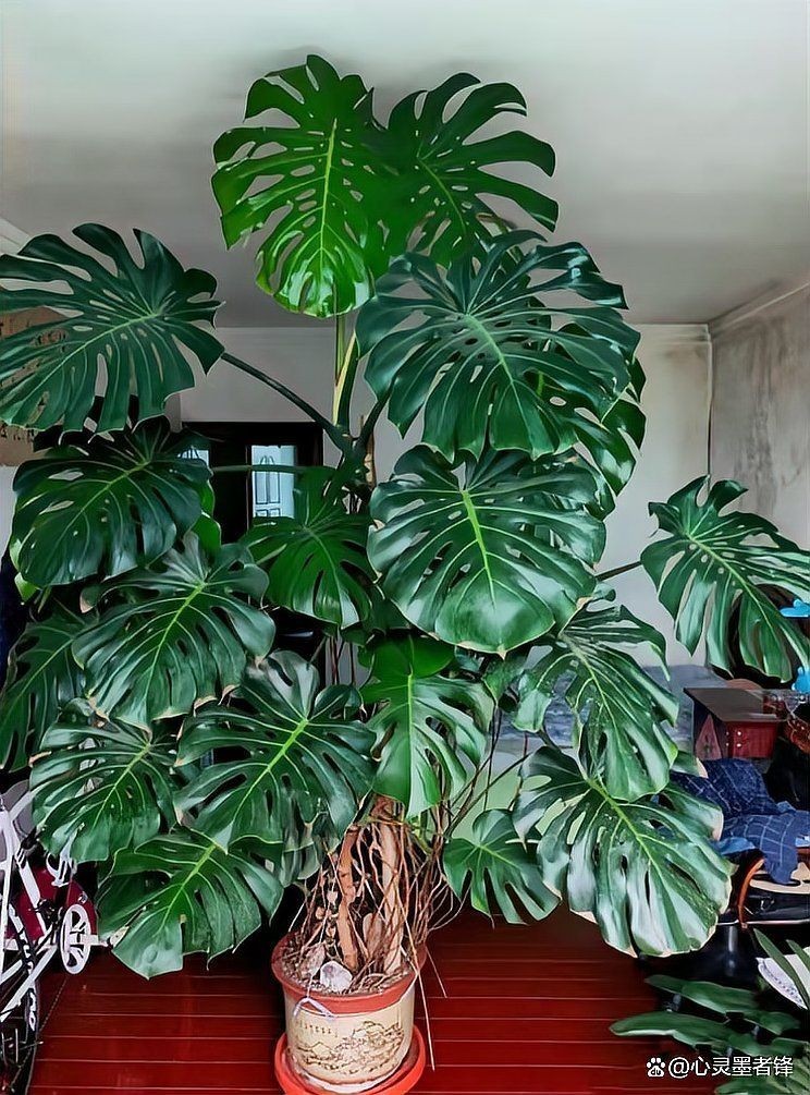 凈化空氣第一名的植物