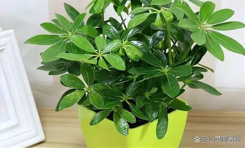凈化空氣第一名的植物