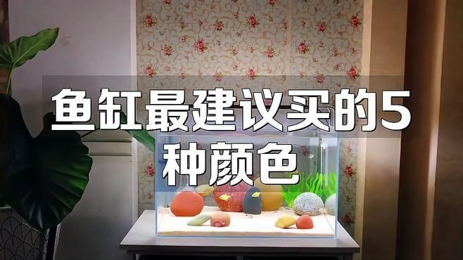 久鼎魚缸最建議買的三個顏色