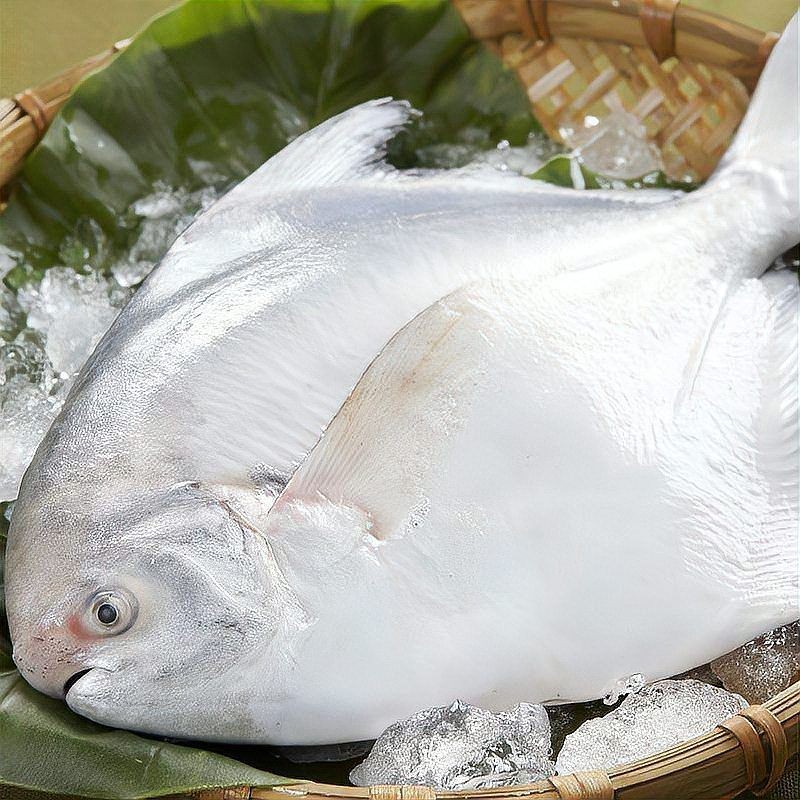 廣東最出名十大魚 廣東最出名十大魚 龍魚論壇 第9張