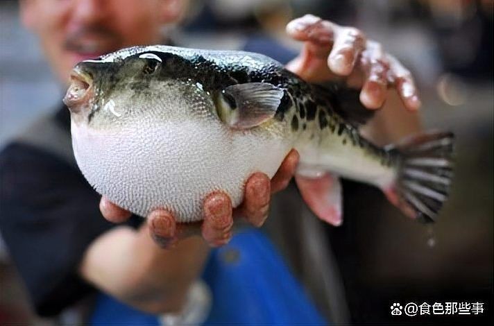 河豚魚正確吃法