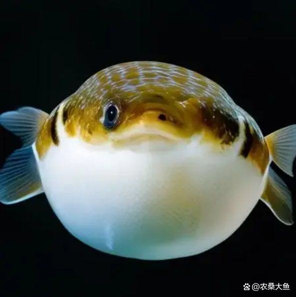 河豚魚正確吃法