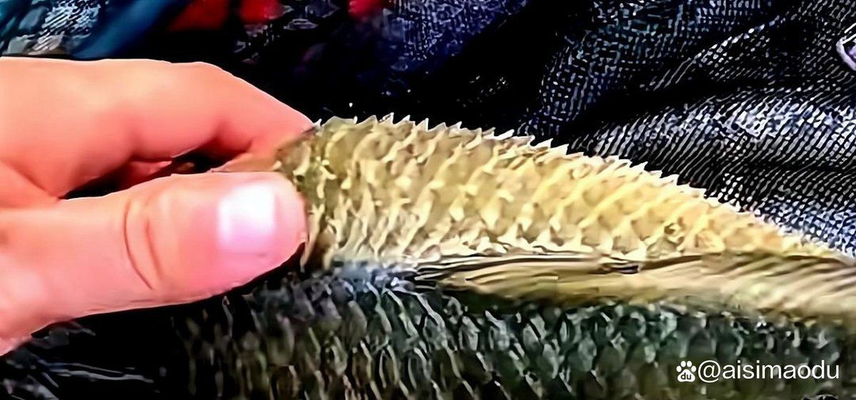 炸鱗把鱗全刮了 炸鱗把鱗全刮了 龍魚百科 第11張