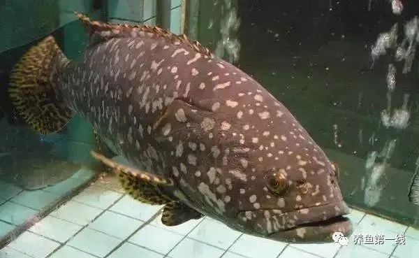 各種海魚的圖片及名稱 圖解