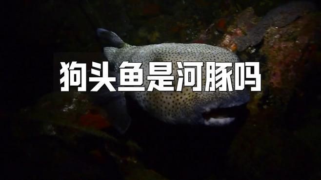 河豚和斑馬狗頭是不是一個東西
