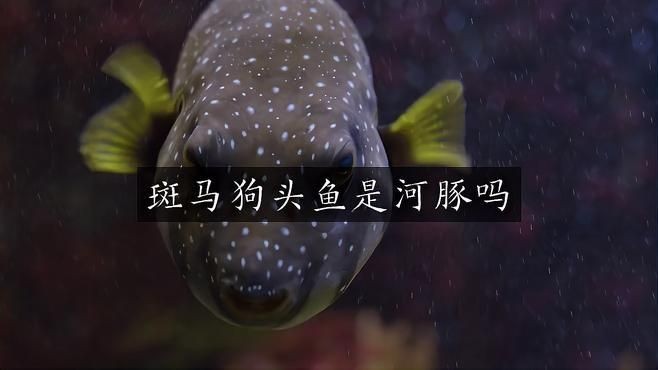 河豚和斑馬狗頭是不是一個東西