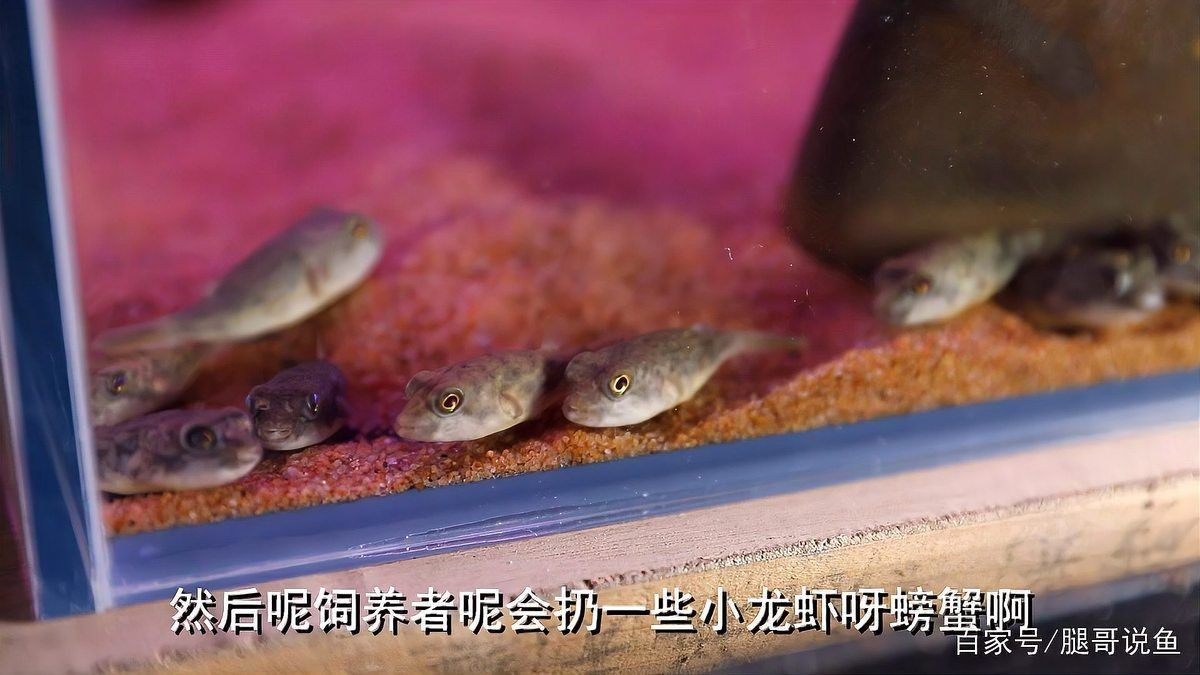 河豚和斑馬狗頭是不是一個東西