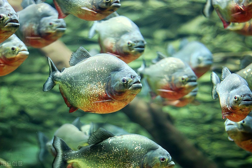巨骨舌魚能吃貓嘛 巨骨舌魚能吃貓嘛 龍魚百科 第3張