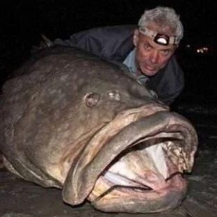 巨骨舌魚能吃貓嘛 巨骨舌魚能吃貓嘛 龍魚百科 第16張