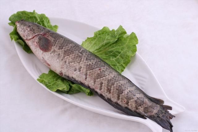 合作養黑魚可靠嗎