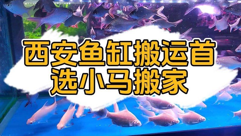 臨潼魚(yú)缸定做