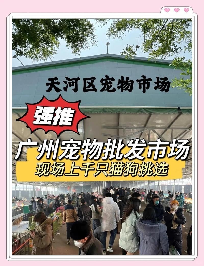 廣州最出名三個寵物市場 廣州最出名三個寵物市場 龍魚論壇 第9張