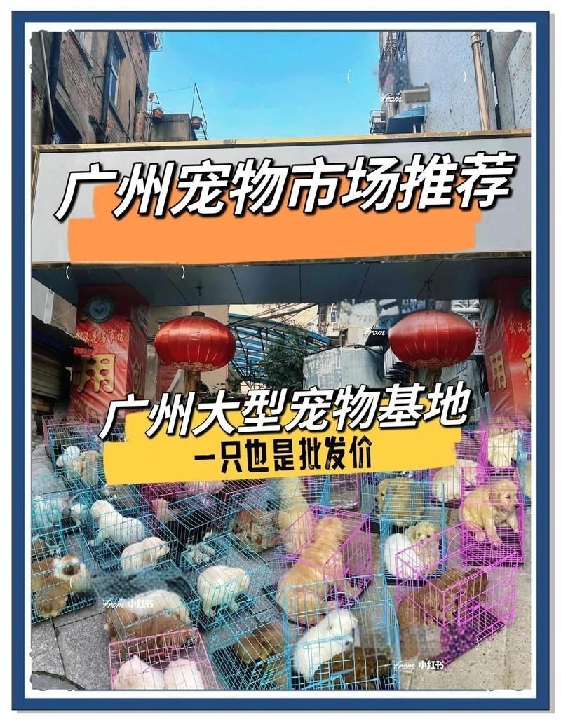 廣州最出名三個寵物市場 廣州最出名三個寵物市場 龍魚論壇 第7張