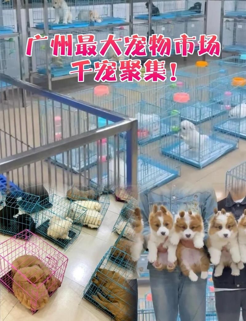 廣州最出名三個寵物市場 廣州最出名三個寵物市場 龍魚論壇 第1張
