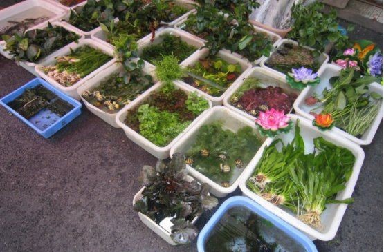 廣州最出名三個寵物市場 廣州最出名三個寵物市場 龍魚論壇 第13張