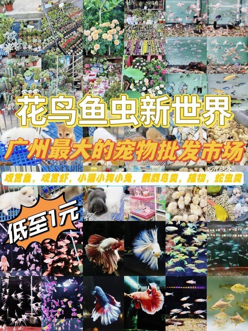 廣州最出名三個寵物市場 廣州最出名三個寵物市場 龍魚論壇 第5張