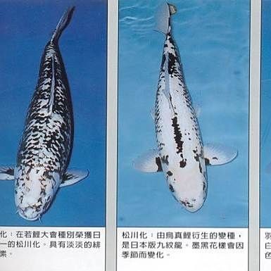 九紋龍錦鯉