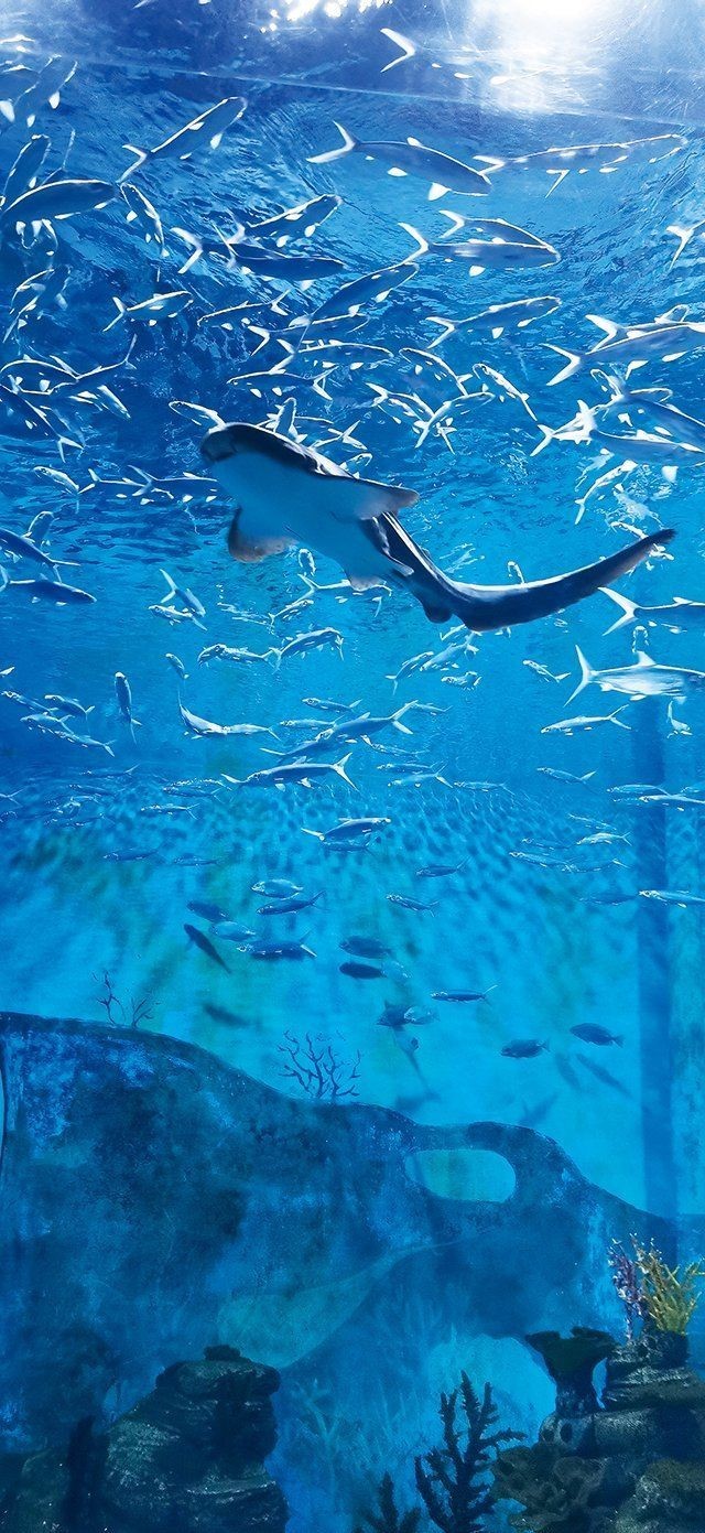 吉印水族最厲害三個地方