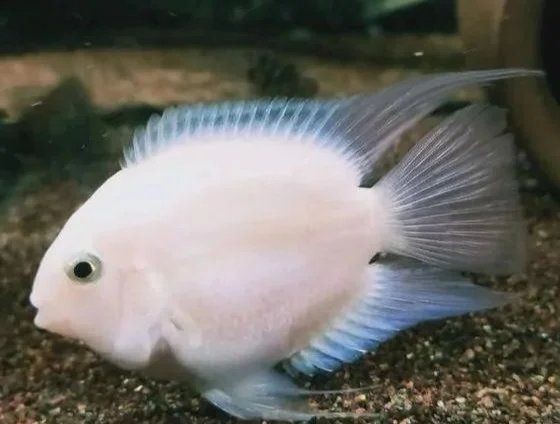 九間始麗魚