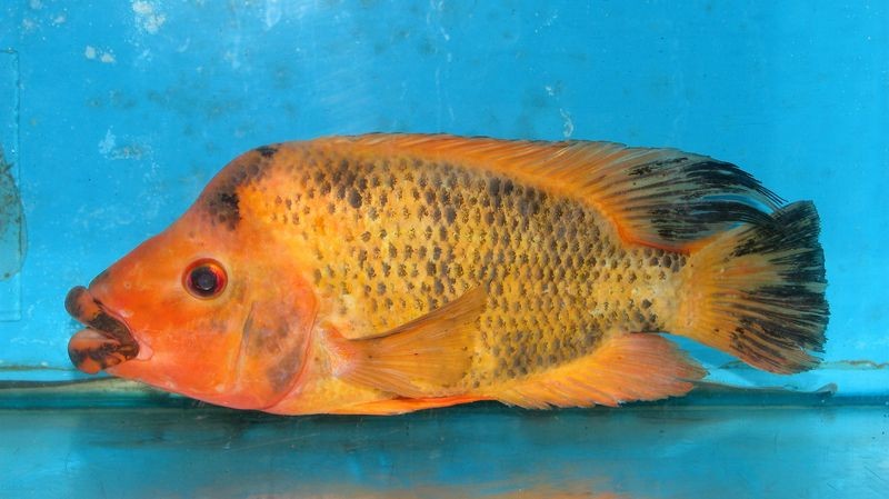 九間始麗魚