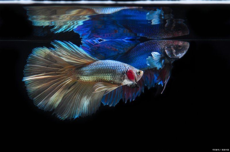 建議窮人養的10種熱帶魚