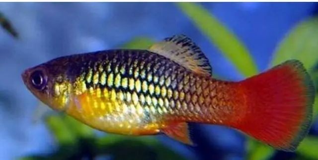 建議窮人養的10種熱帶魚