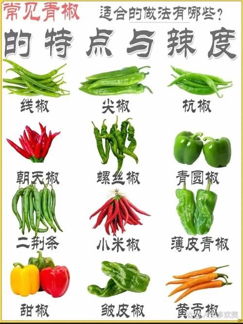 各種辣椒圖片