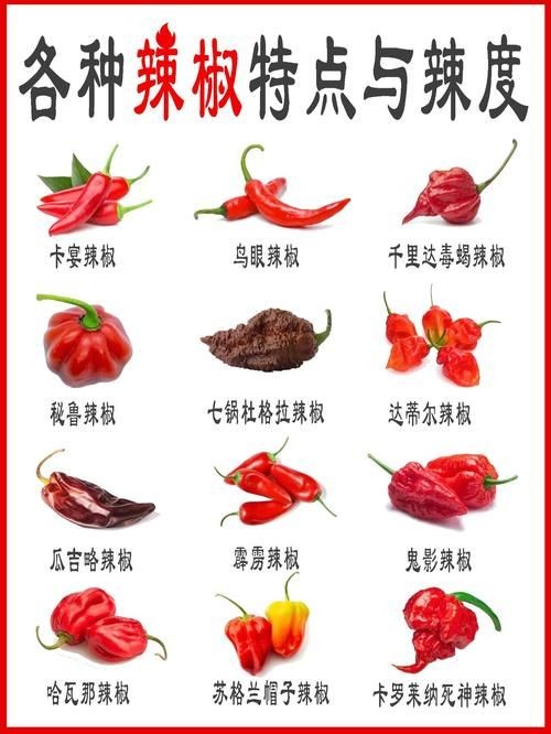 各種辣椒圖片