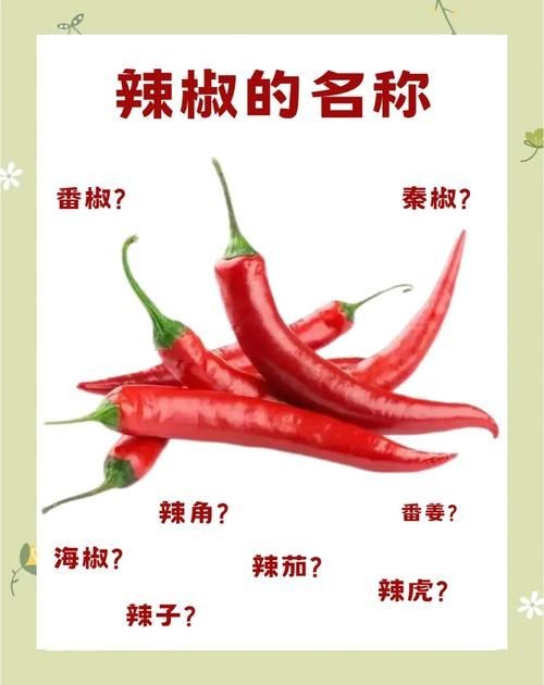 各種辣椒圖片