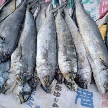 海刀魚一斤多少2025