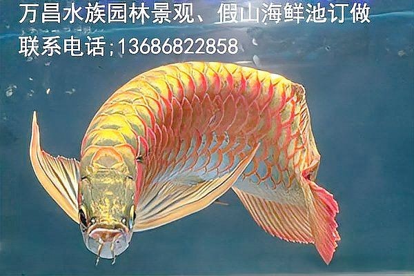 家里養紅龍魚有什么寓意 家里養紅龍魚有什么寓意 龍魚論壇 第13張