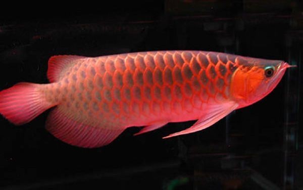 家里養紅龍魚有什么寓意 家里養紅龍魚有什么寓意 龍魚論壇 第12張