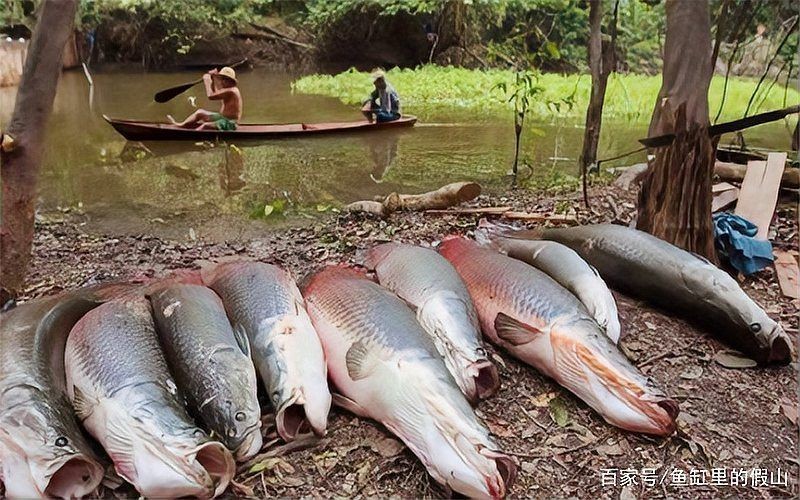 巨骨舌魚會攻擊人嗎
