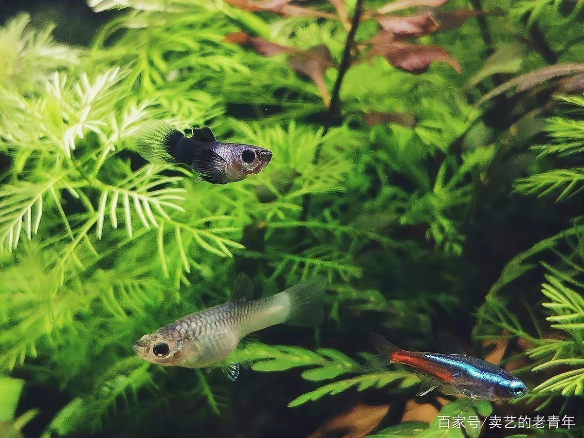 孔雀魚一到晚上關燈后就死 孔雀魚一到晚上關燈后就死 龍魚百科 第13張
