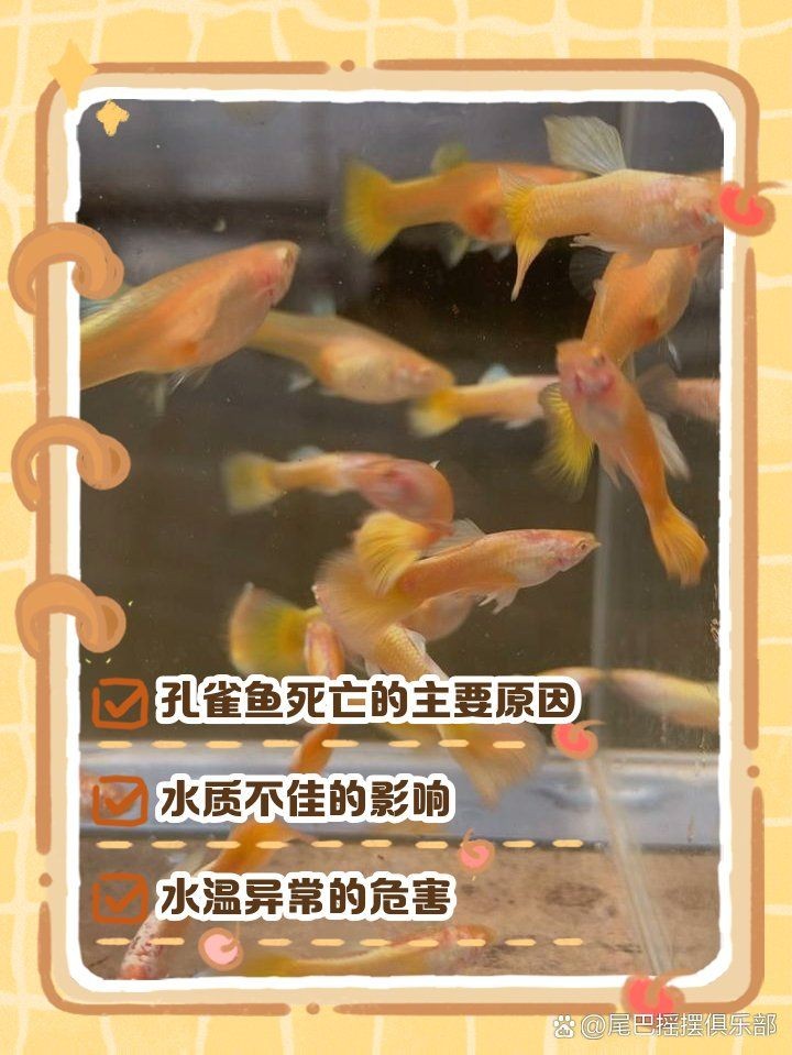 孔雀魚一到晚上關燈后就死 孔雀魚一到晚上關燈后就死 龍魚百科 第17張