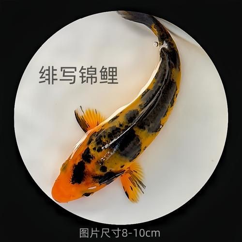 十大名貴錦鯉圖片