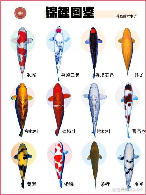 十大名貴錦鯉圖片