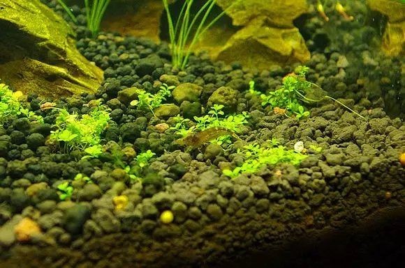 吉安魚缸維護 吉安魚缸維護 全國水族館企業名錄 第5張
