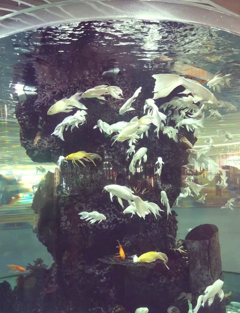 南京水族店