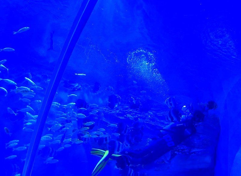 南陽(yáng)水族店