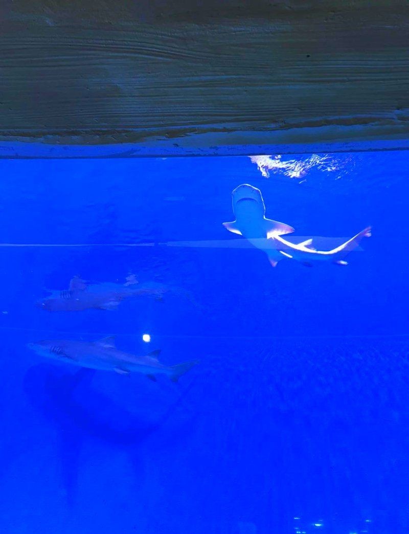 南陽(yáng)水族店