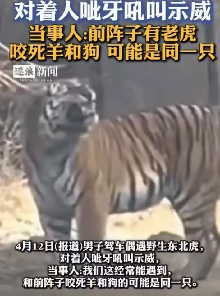 開車能逃過老虎嗎