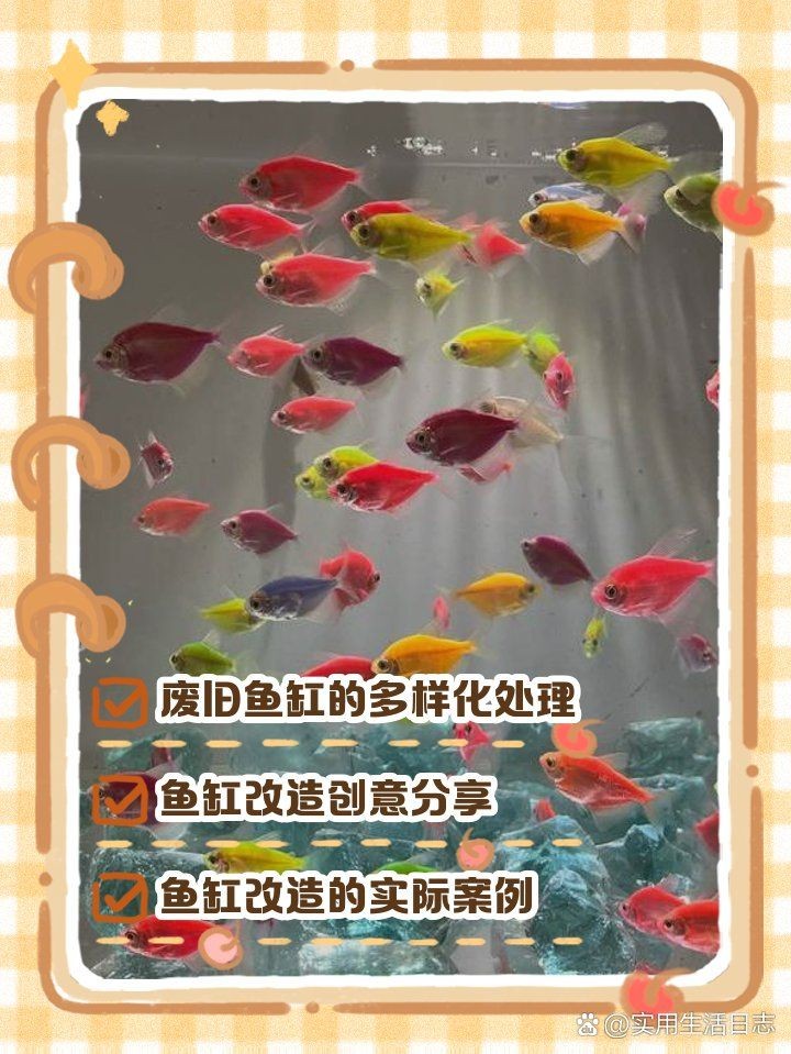 舊魚缸改造100種方法