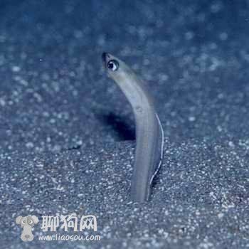 很細很小的鰻魚