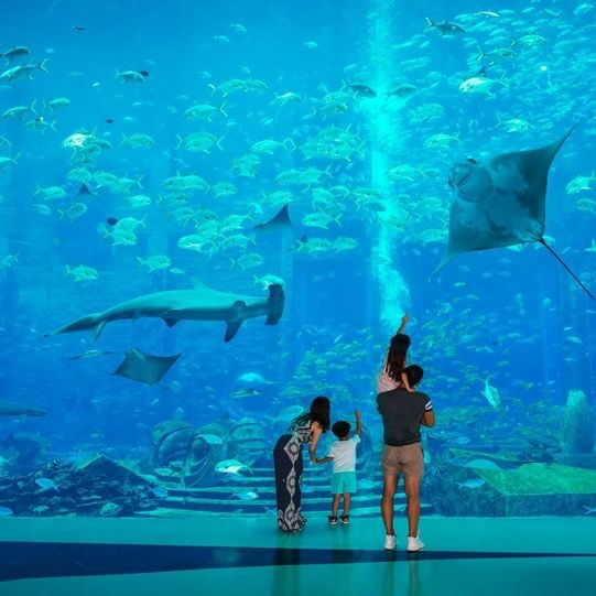 三亞水族批發市場 全國水族館企業名錄 第2張 三亞水族批發市場 三亞水族批發市場 全國水族館企業名錄 第2張