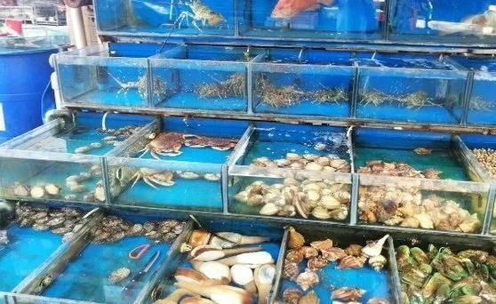 三亞水族批發市場 全國水族館企業名錄 第8張 三亞水族批發市場 三亞水族批發市場 全國水族館企業名錄 第8張