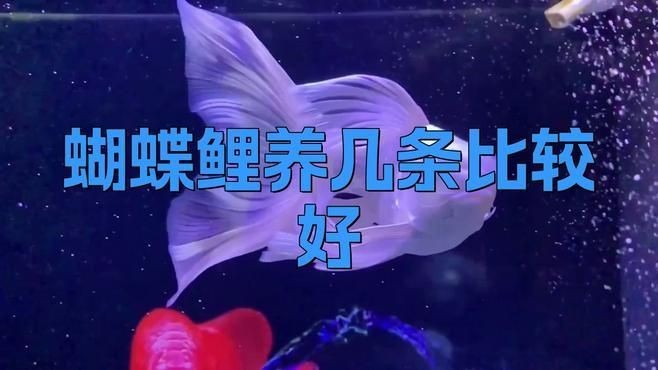 家里養(yǎng)5條蝴蝶鯉好不好