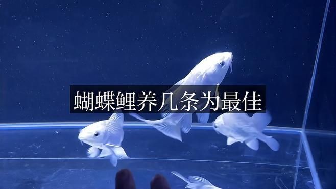 家里養5條蝴蝶鯉好不好