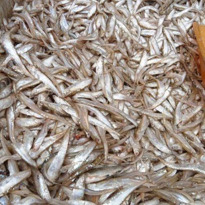 今年刀魚(yú)的價(jià)格