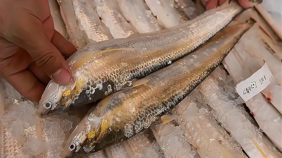 今年刀魚(yú)的價(jià)格